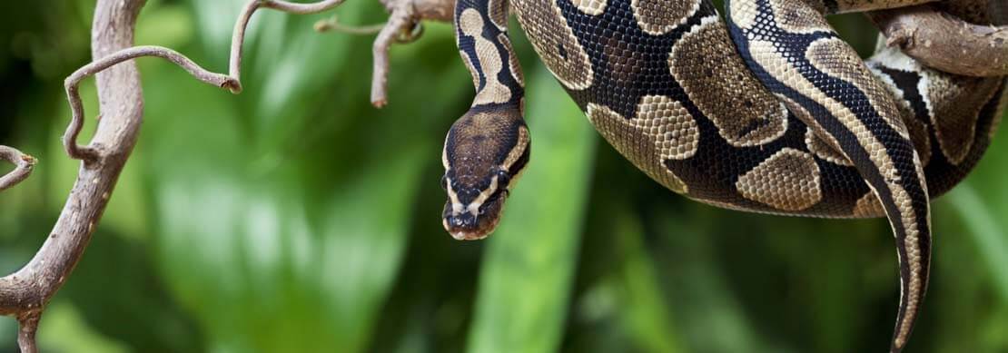 a jungle with a snake slithering down a tree